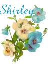 Shirley