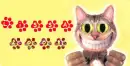 Crazy Cat Tag~Lissa