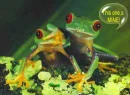 frogs