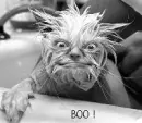 Scray animal thing