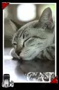 Sleepy Cat