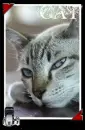 Alone Cat