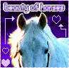 beauty of horses