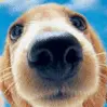 cute dog