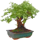 bonsai