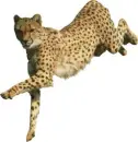 guepardo