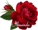 Amanda - Single Rose Rainbow
