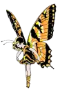 butterfly fairy