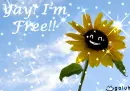 free