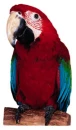 macaw 3