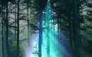 Nature - Forest Light