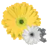 daisys