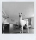 Llama