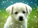 Glittery Puppy