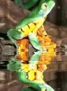 water reflecting frog