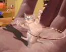 HULA HOOLA HOOP KITTY CAT
