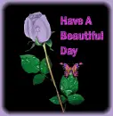 have a beautiful day, purple rose with butterfly