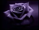 Purple rose