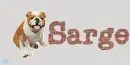 English Bulldog~ Sarge