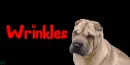 Sharpei Dog (tan)~ Wrinkles