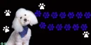 Poodle (white) Dog~ Noodles Poodle