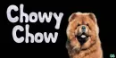 Chow Dog~ Chowy Chow