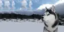 Husky Dog 