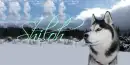 Husky Dog~Shiloh
