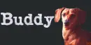 Dachshund Dog~ Buddy