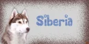 Siberian Husky Dog~ Siberia