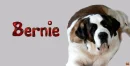 Saint Bernard Dog~ Bernie