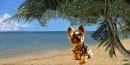 Yorkie on the Beach