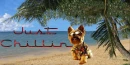 Yorkie on the Beach~ Just Chiilin'