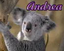 Koala-Andrea