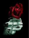 red rose