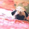 Pug