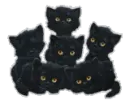  black kittens blinking