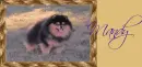 Pomerian (black & tan)~ Mandy