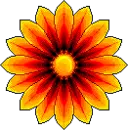 Orange Flower