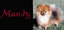 Pomerian (brown)~ Mandy
