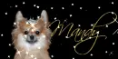 Pomerian (queen)~ Mandy