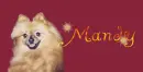 Pomerian (tan)~ Mandy