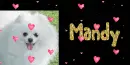 Pomerian (white)~ Mandy