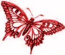 colourful butterfly
