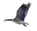 pvolando