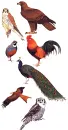 varias aves