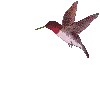 colibrÃ­ mauve