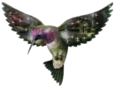colibrÃ­ 1