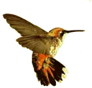 colibrÃ­ 4