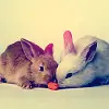 bunnies